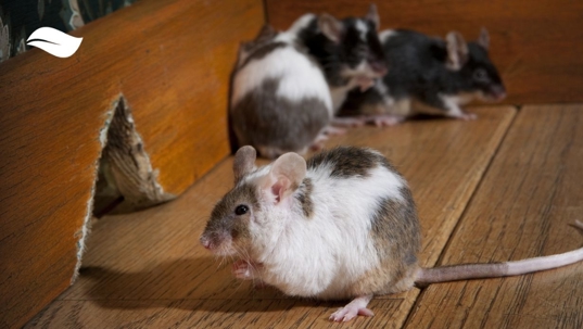 rodents in a corner