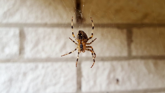 spider in home
