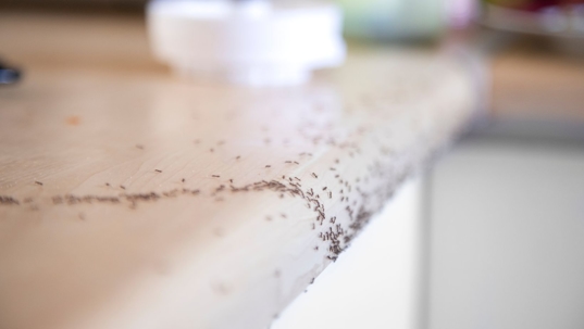 ants in home