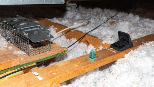 pest traps in attic