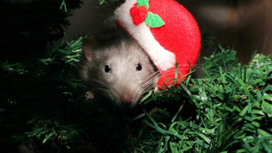 rodent in Christmas tree