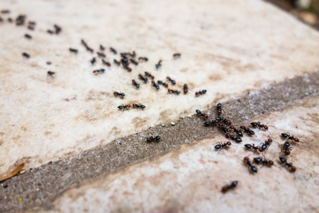 ant trail