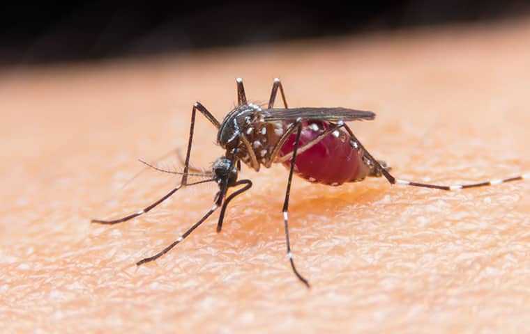 mosquito biting a person