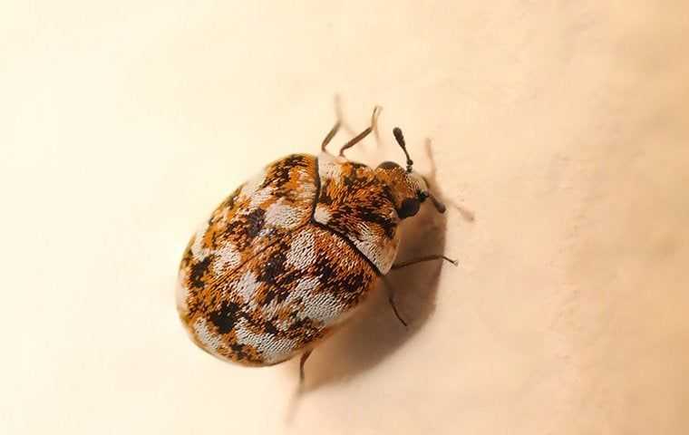 carpet beetle in a house