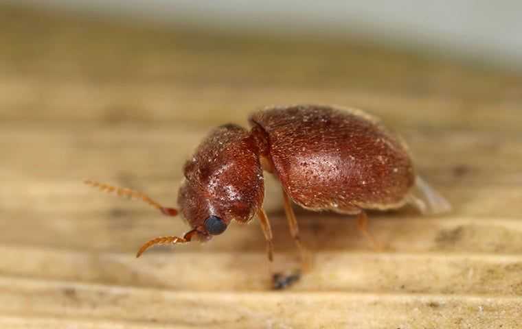 a cigarette beetle in a pantry