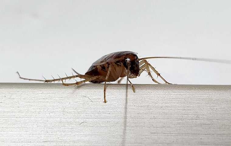 a german cockroach on the back of a chair