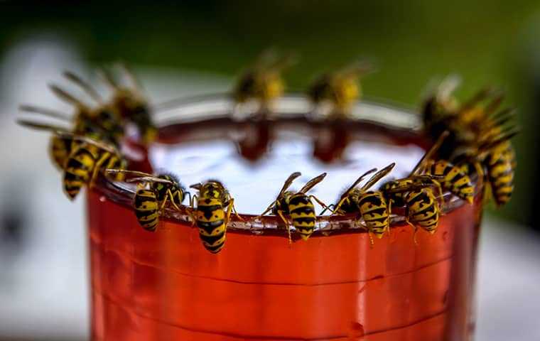 yellow jackets on a cup