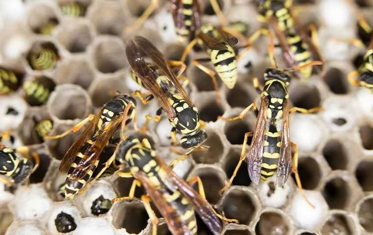 yellow jackets on a nest