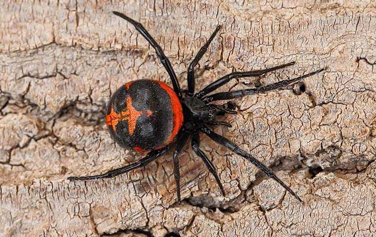 black widow spider on bark