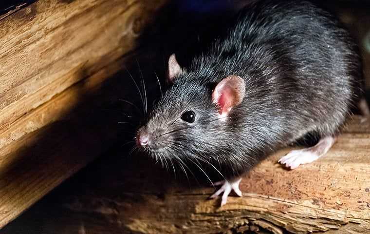 roof rat in a shed