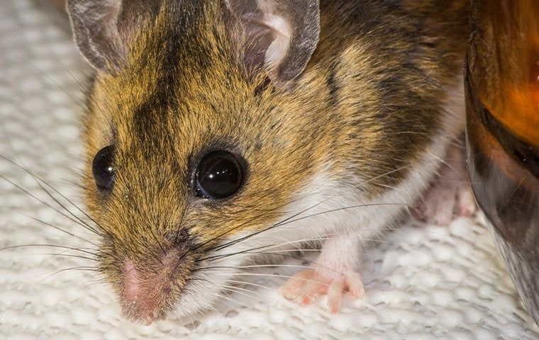 Rodent Rundown: Keeping These Pests Away In Eugene | Ultimate Pest Control