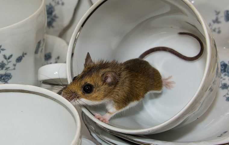 house mouse in tea cup