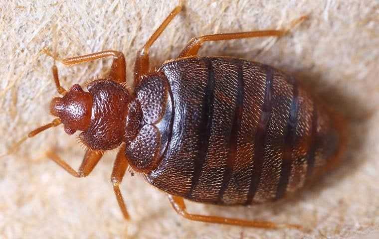 a bed bug on carpet