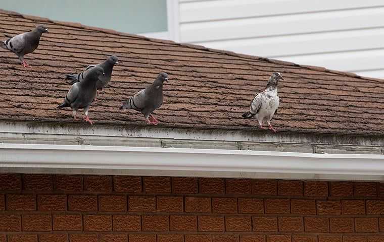 pigeons on top of a home in eugene