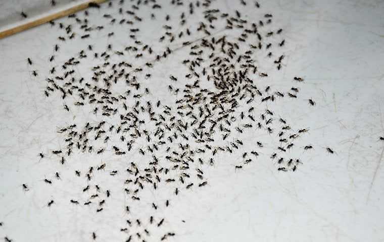 hundreds of sugar ants on a kitchen floor