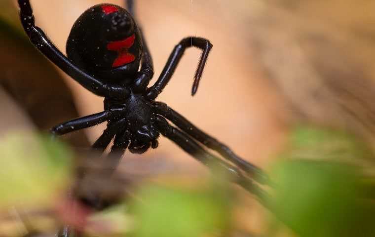 black widow in web