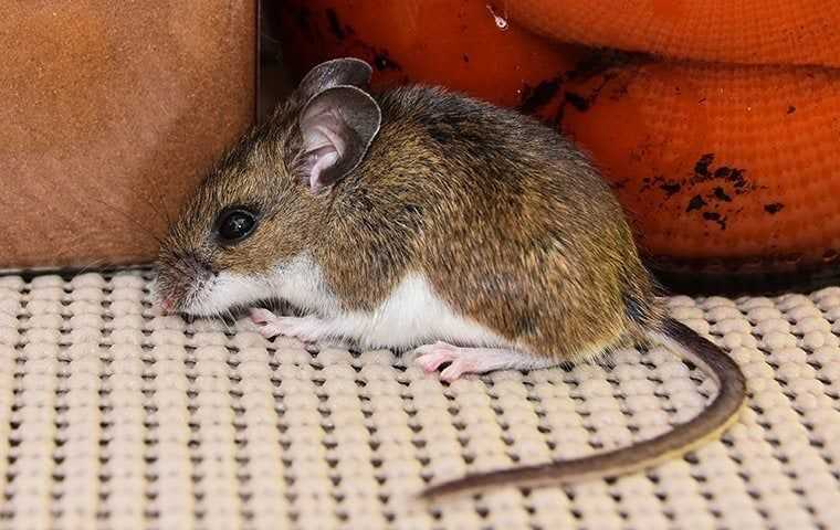 a mouse in a pantry