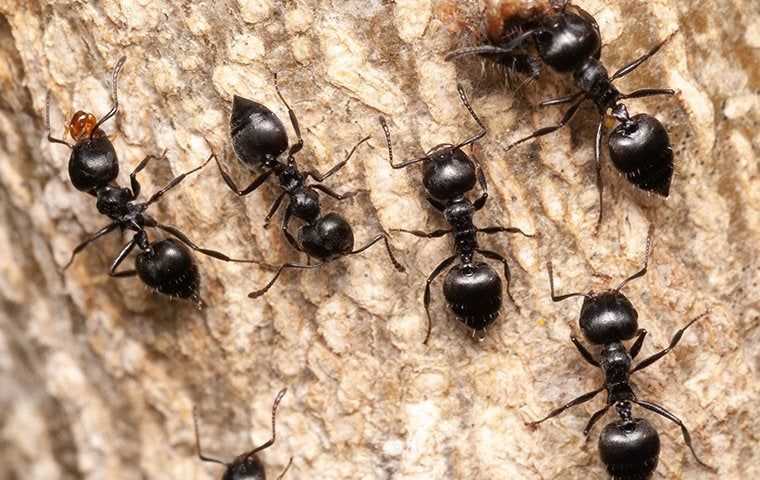 ants crawling on a tree