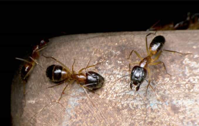 Ants on a rock