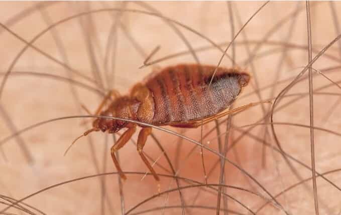 Bed bug on hairy arm