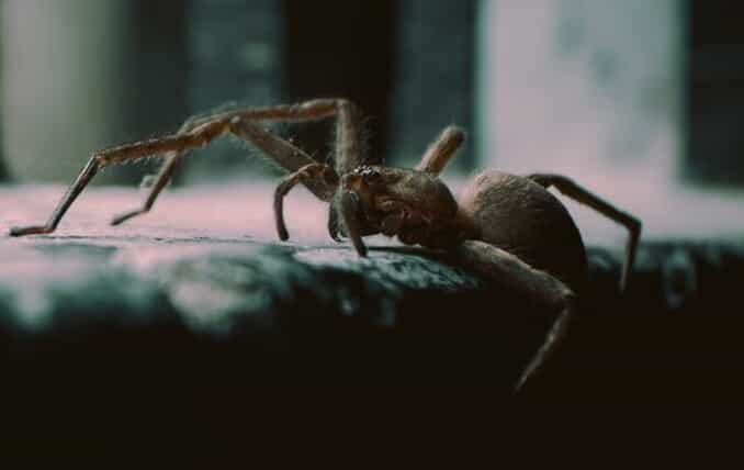 Spider on a ledge