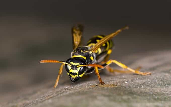 Up-close shot of a yellow jacket