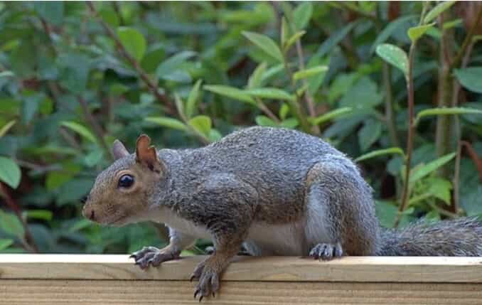 Squirrel on a wood fence